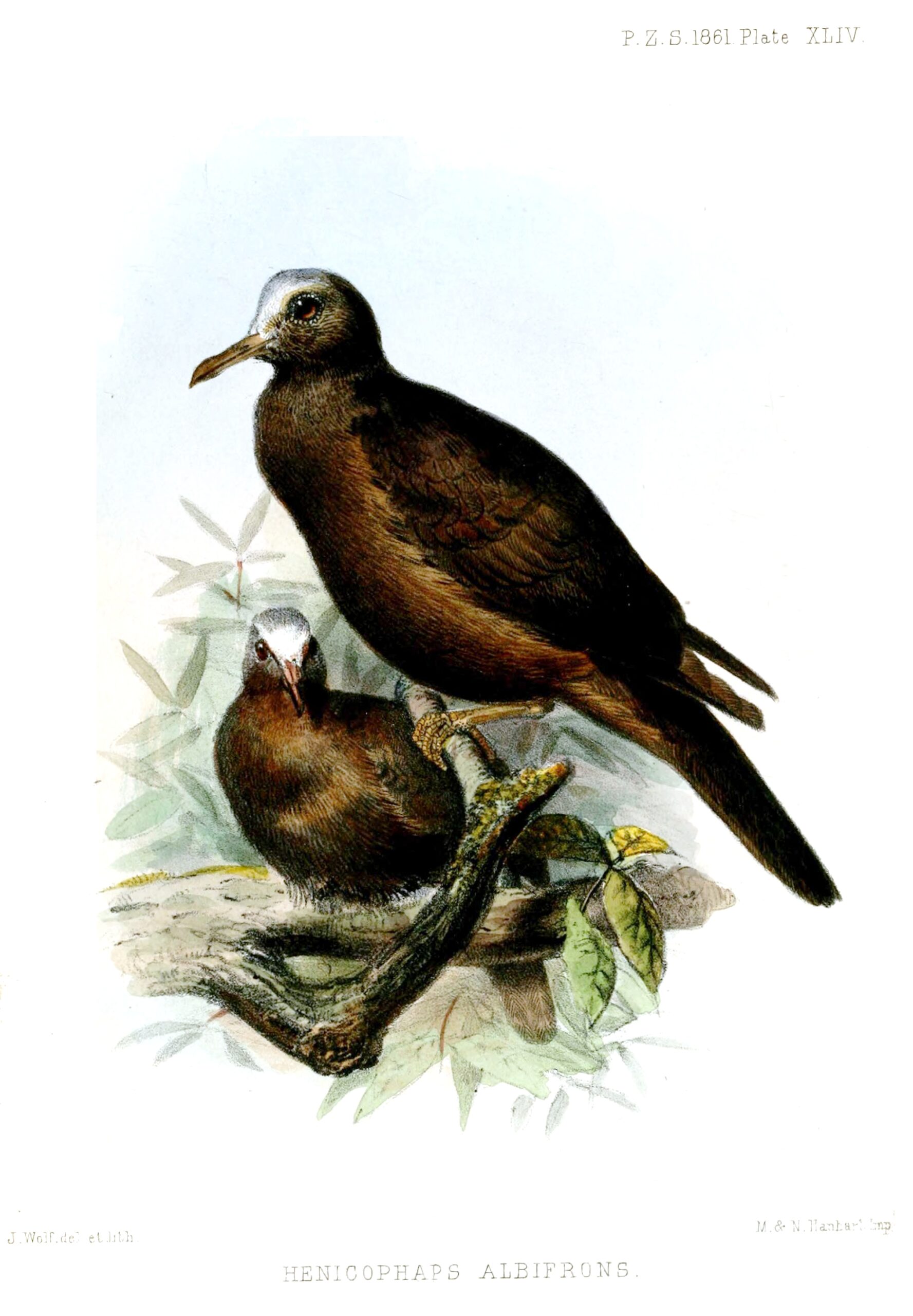 holub černobronzový (Henicophaps albifrons)
