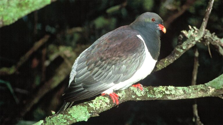 holub chathamský (Hemiphaga chathamensis)