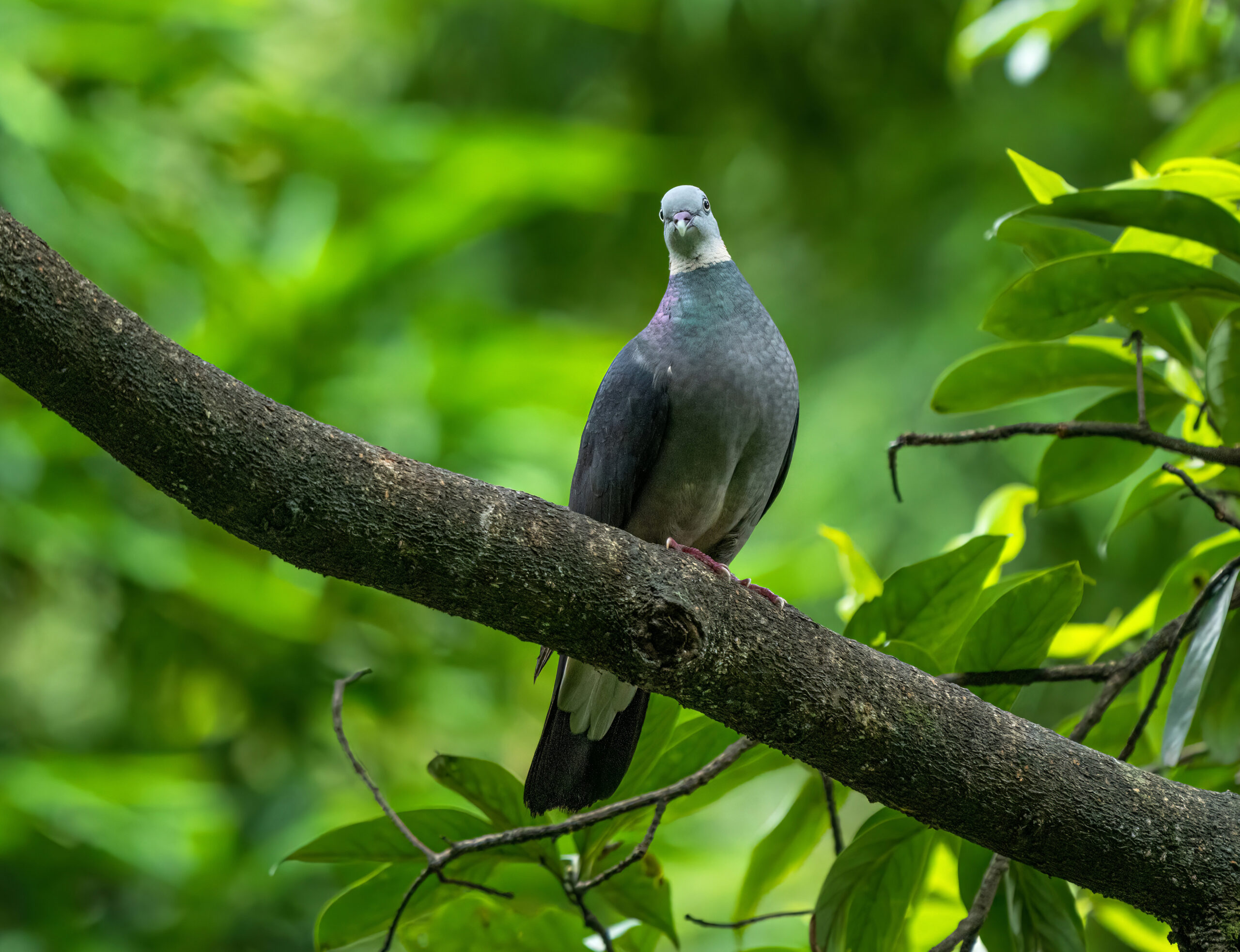 holub kouřový (Columba pulchricollis)