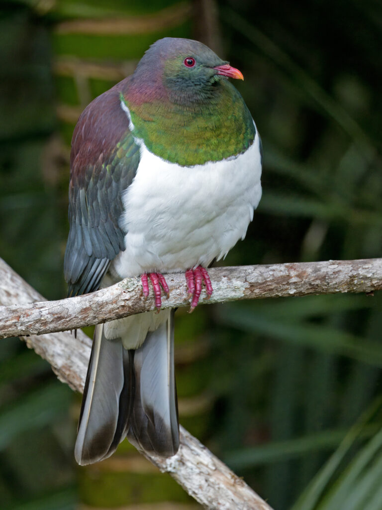 holub maorský (Hemiphaga novaeseelandiae)