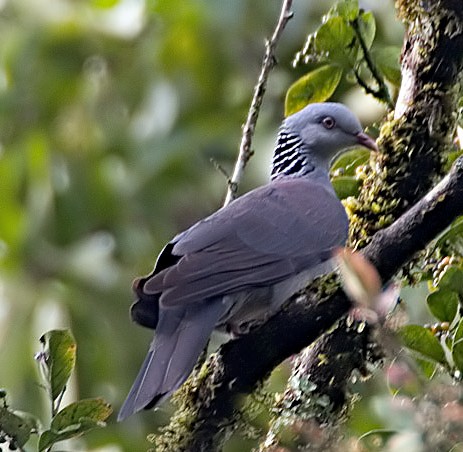holub nilgirský (Columba elphinstonii)