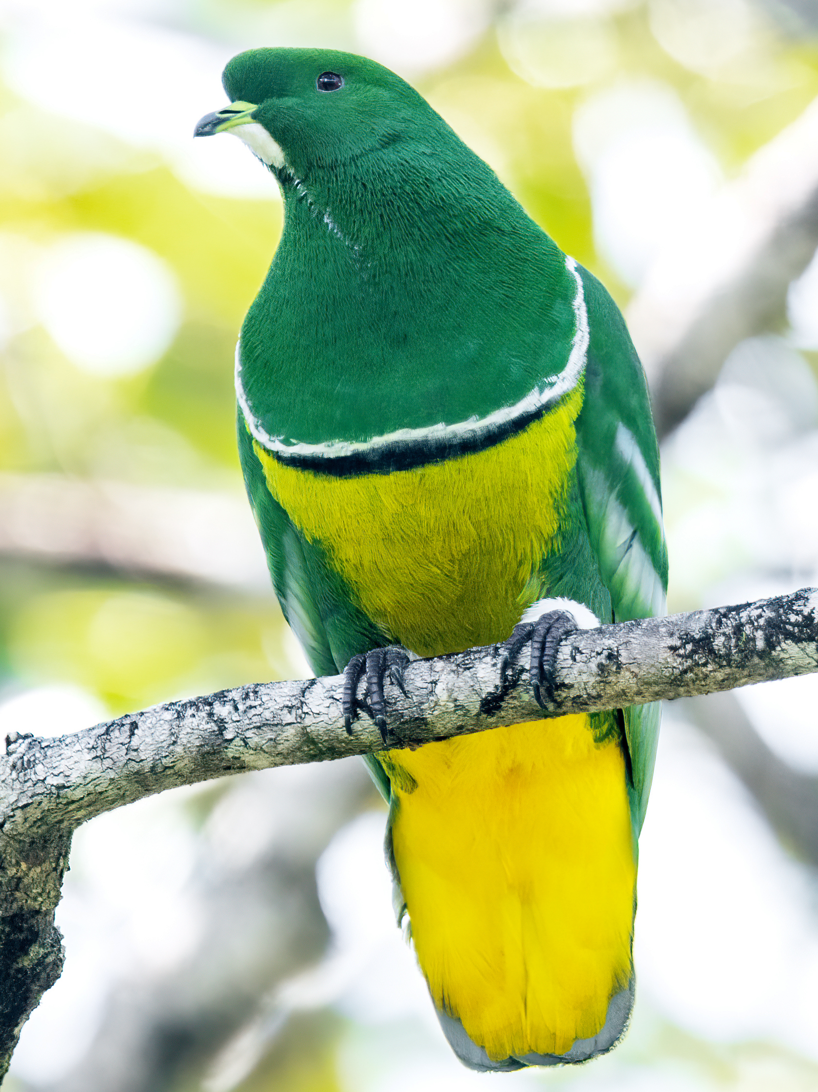 holub novokaledonský (Drepanoptila holosericea)