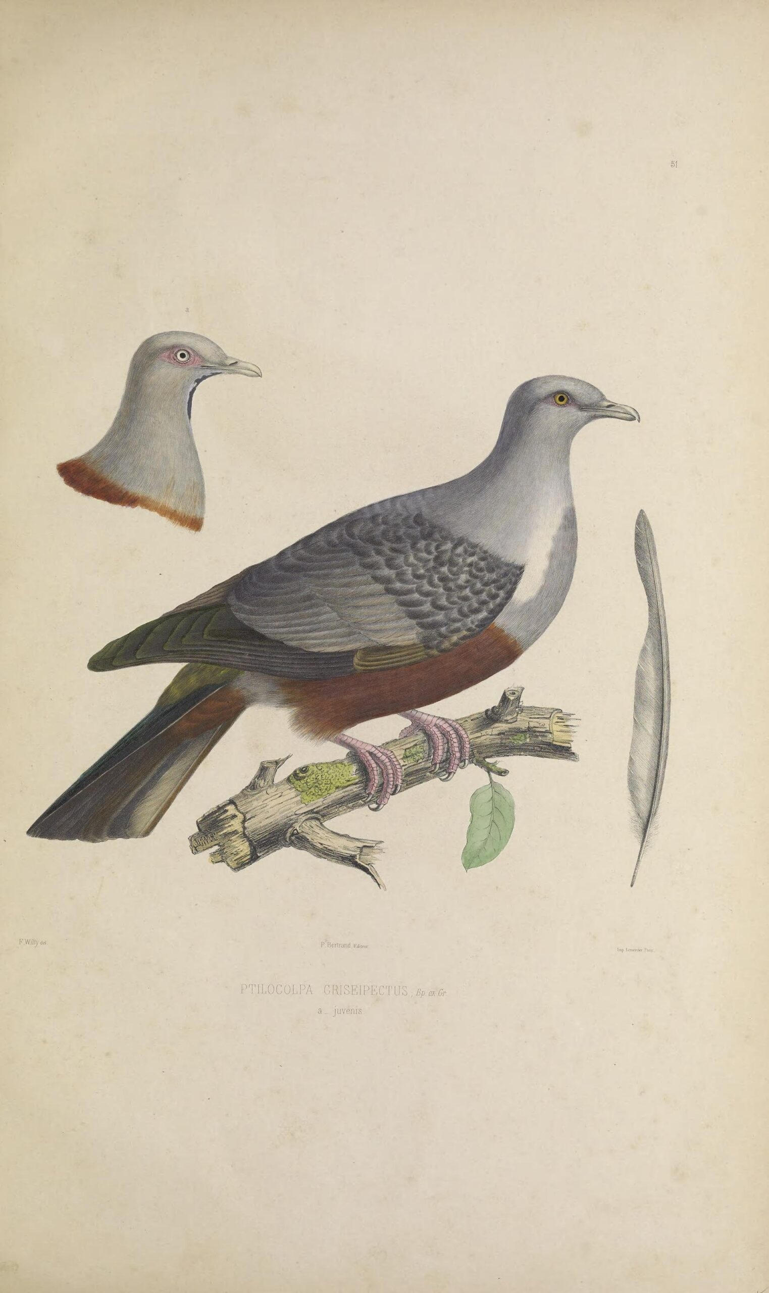 holub šedokrký (Ducula carola)
