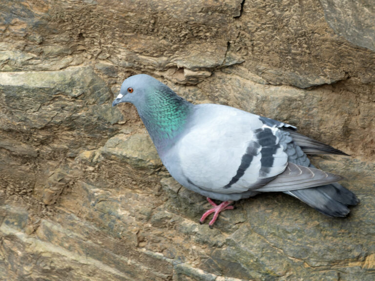 holub skalní (Columba livia)