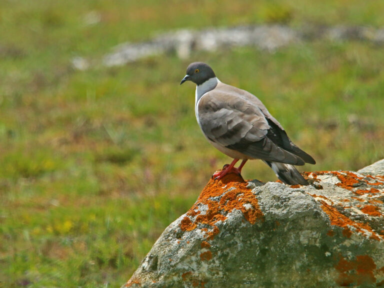 holub sněžný holub sněžný (Columba leuconota)