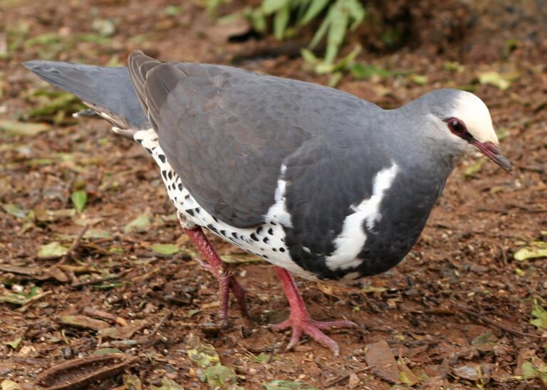 holub wonga (Leucosarcia melanoleuca)