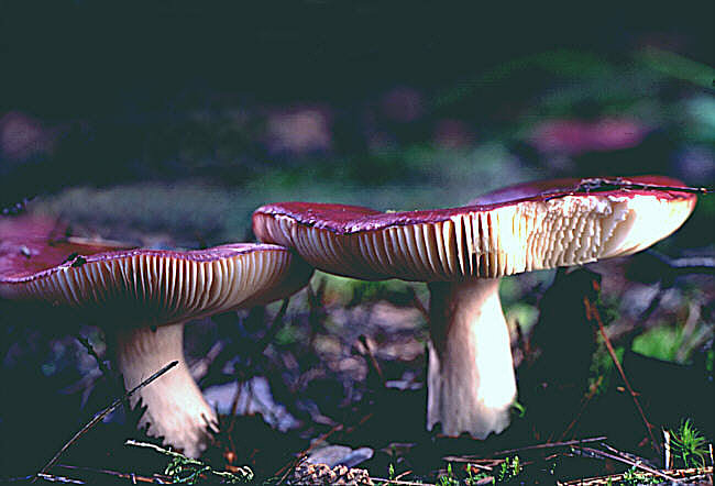 holubinka ametystová (Russula amethystina)