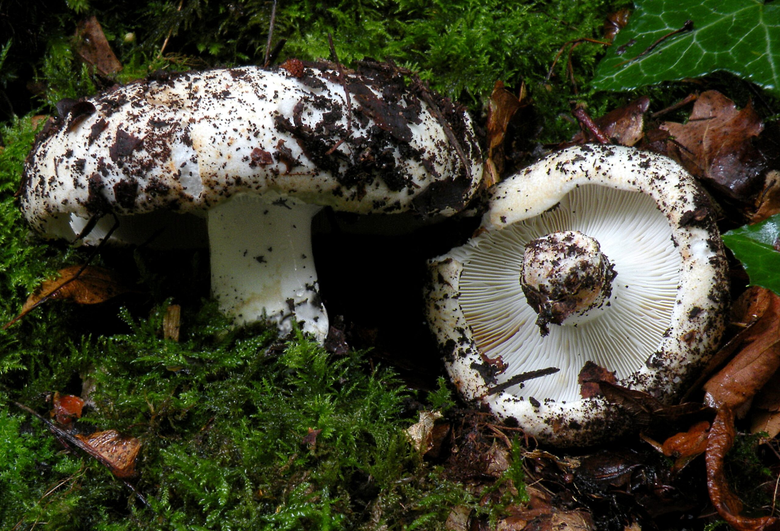holubinka bílá (Russula delica)