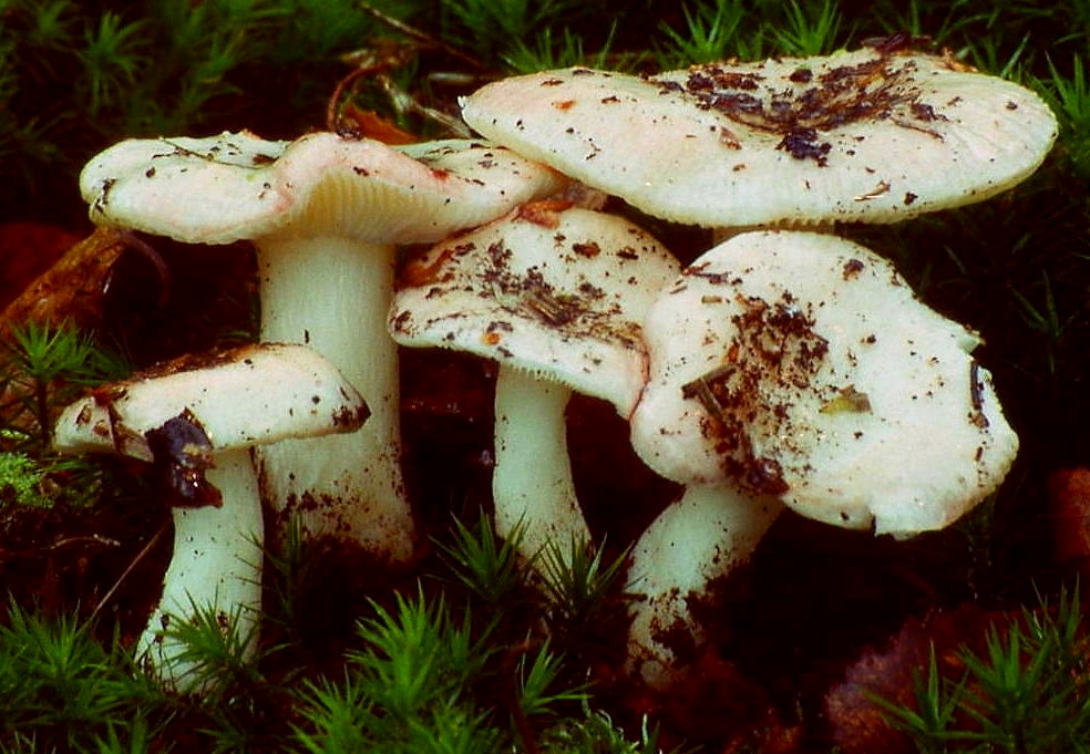 holubinka březová (Russula betularum)