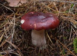 holubinka brunátná (Russula badia)