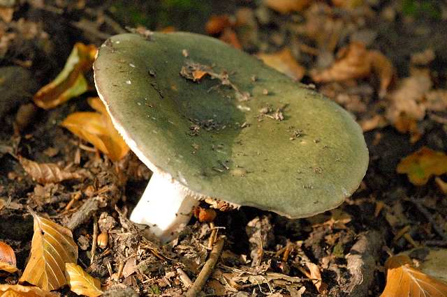 holubinka bukovka holubinka bukovka (Russula heterophylla)
