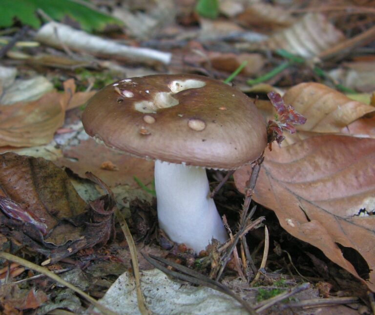 holubinka celokrajná (Russula integra)