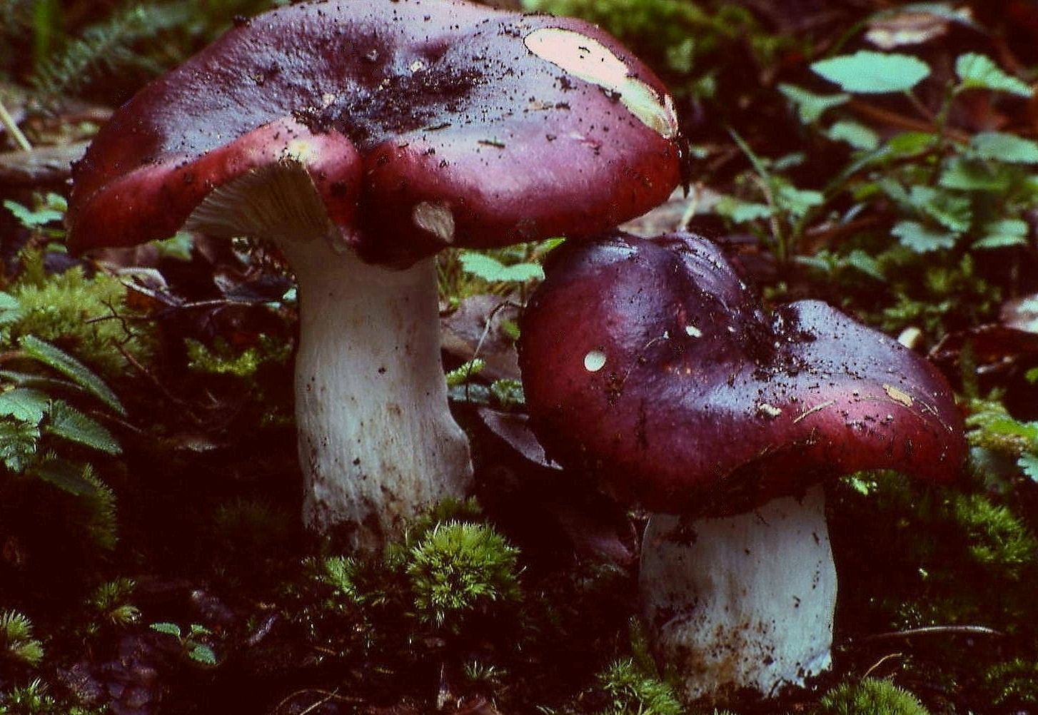 holubinka černonachová (Russula atropurpurea)