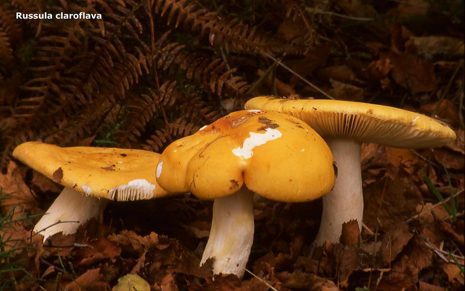 holubinka chromová (Russula claroflava)