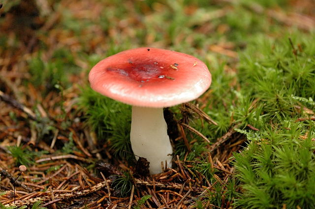 holubinka dívčí (Russula puellaris)