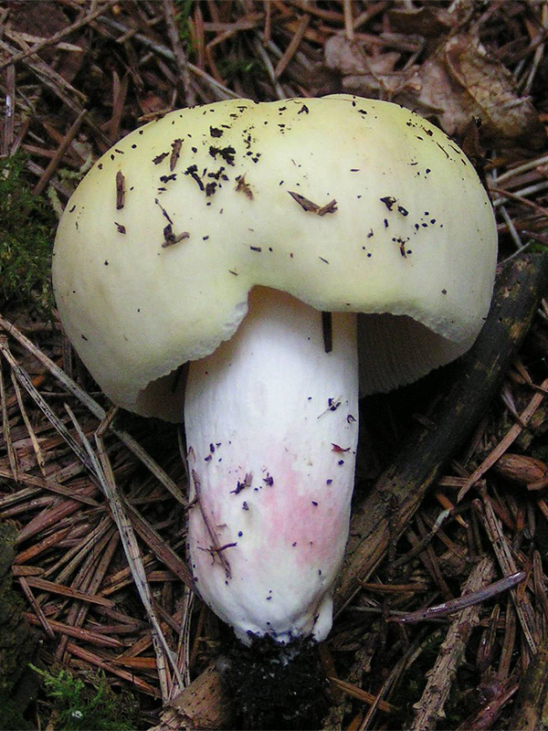 holubinka fialovonohá (Russula violeipes)