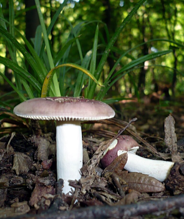 holubinka habrová (Russula carpini)