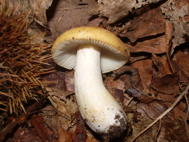 holubinka hlínožlutá (Russula ochroleuca)