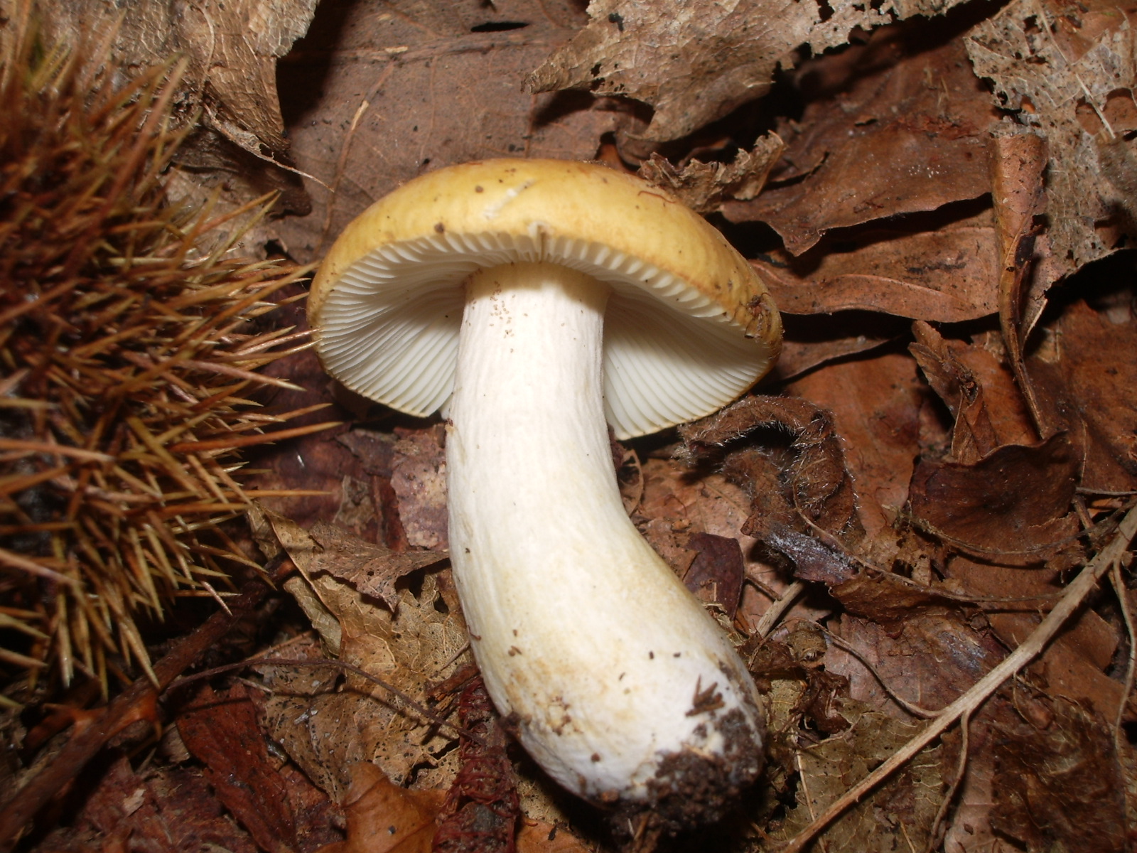holubinka hlínožlutá (Russula ochroleuca)