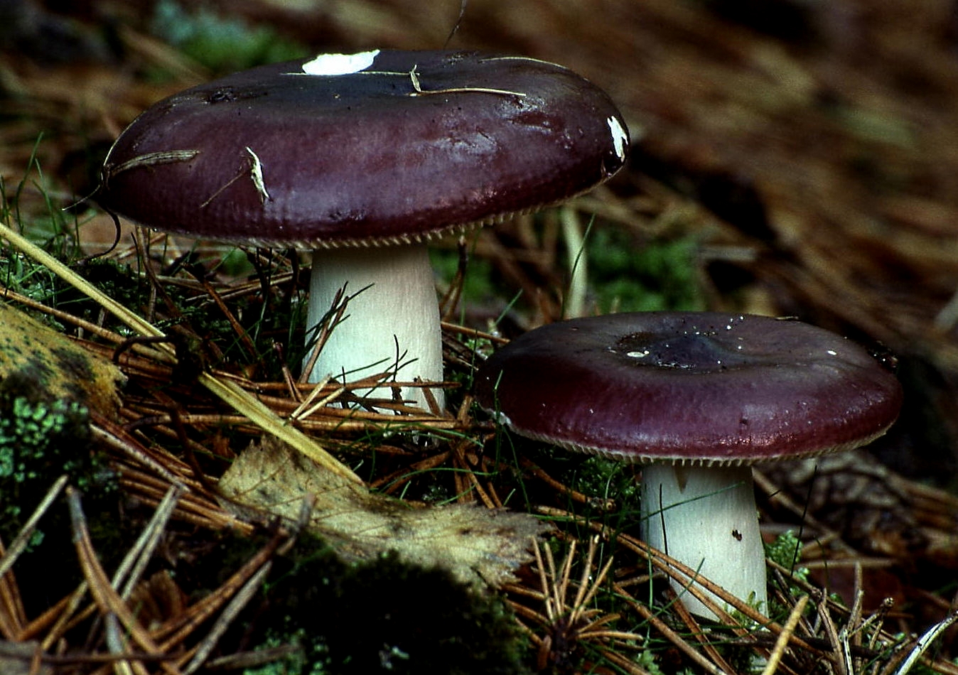 holubinka hořká (Russula caerulea)