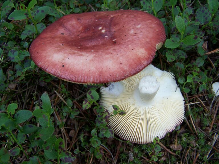 holubinka jahodová (Russula paludosa)
