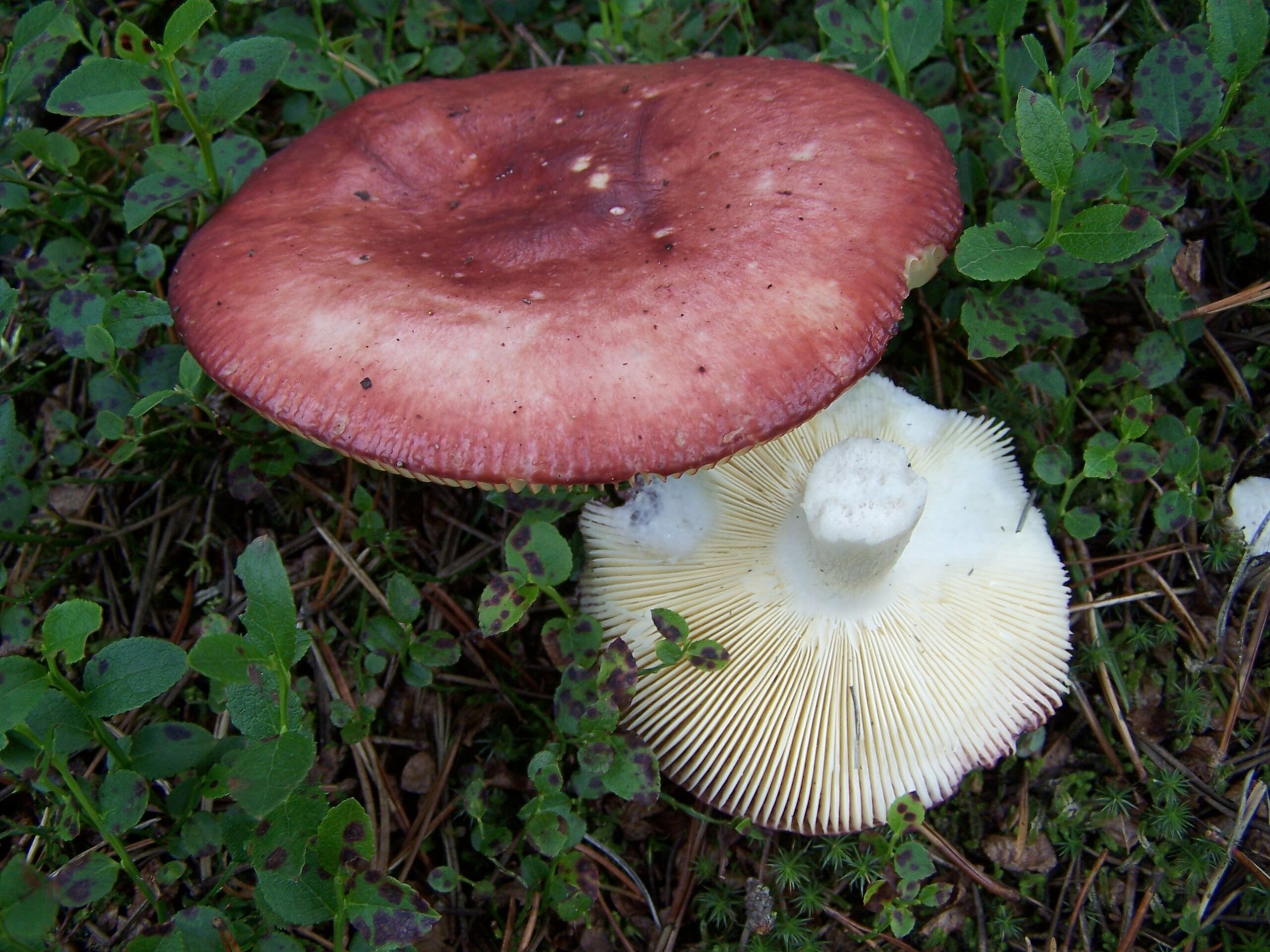 holubinka jahodová (Russula paludosa)