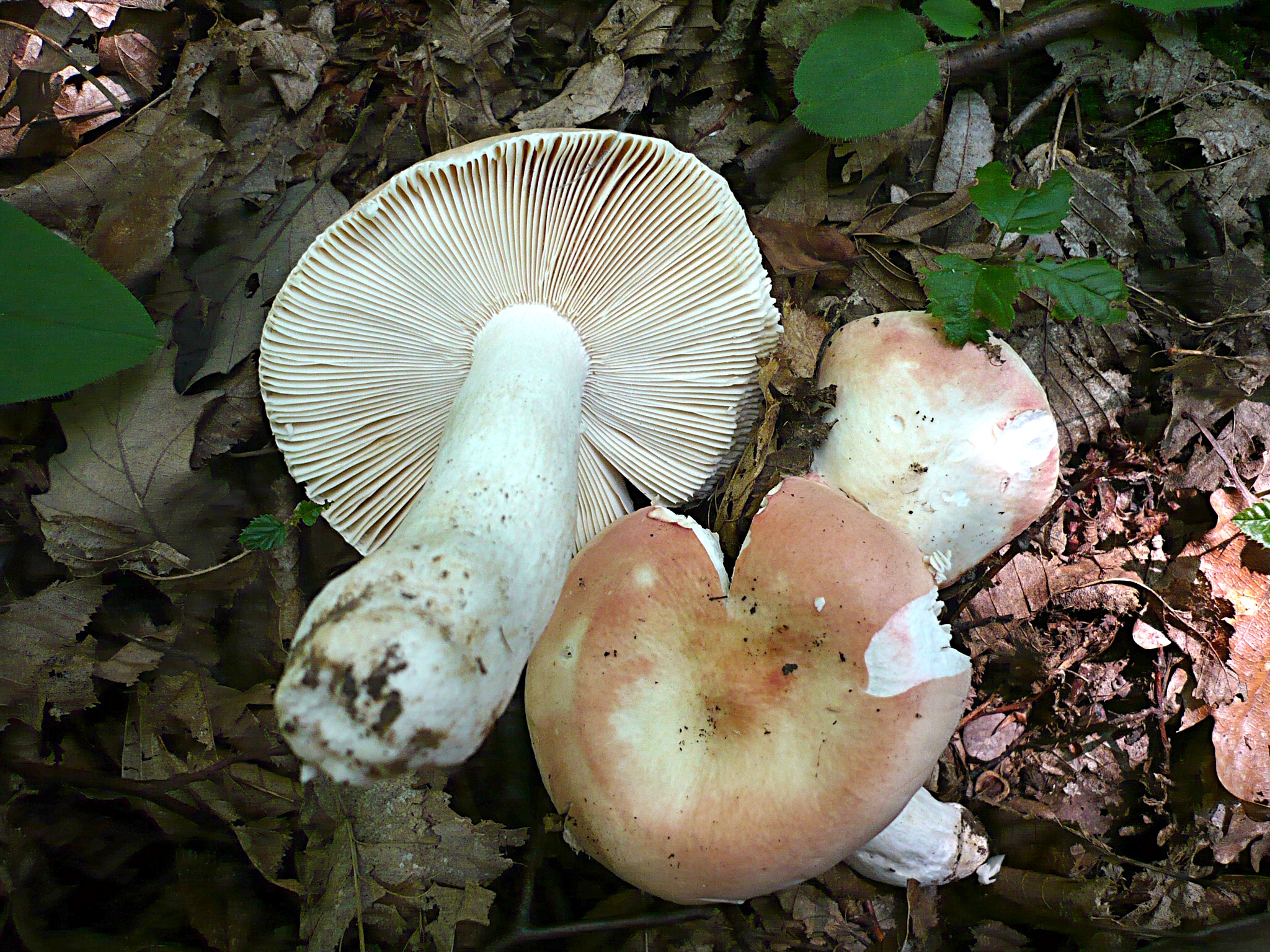 Holubinka jitřenková (Russula aurora)