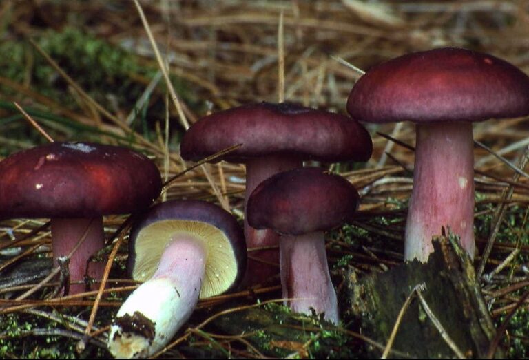 holubinka jízlivá (Russula sardonia)