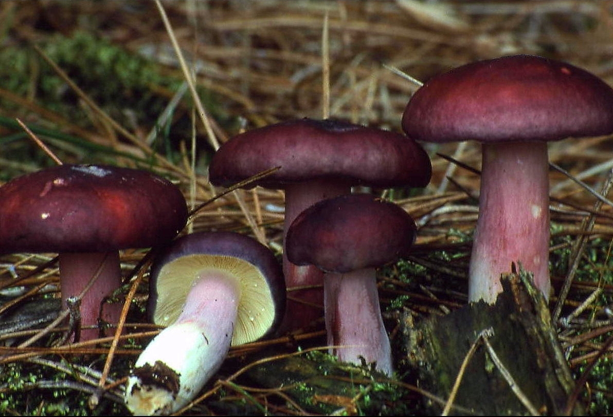 holubinka jízlivá (Russula sardonia)