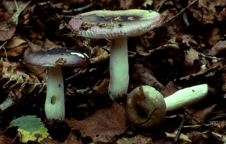 holubinka křehká (Russula fragilis)