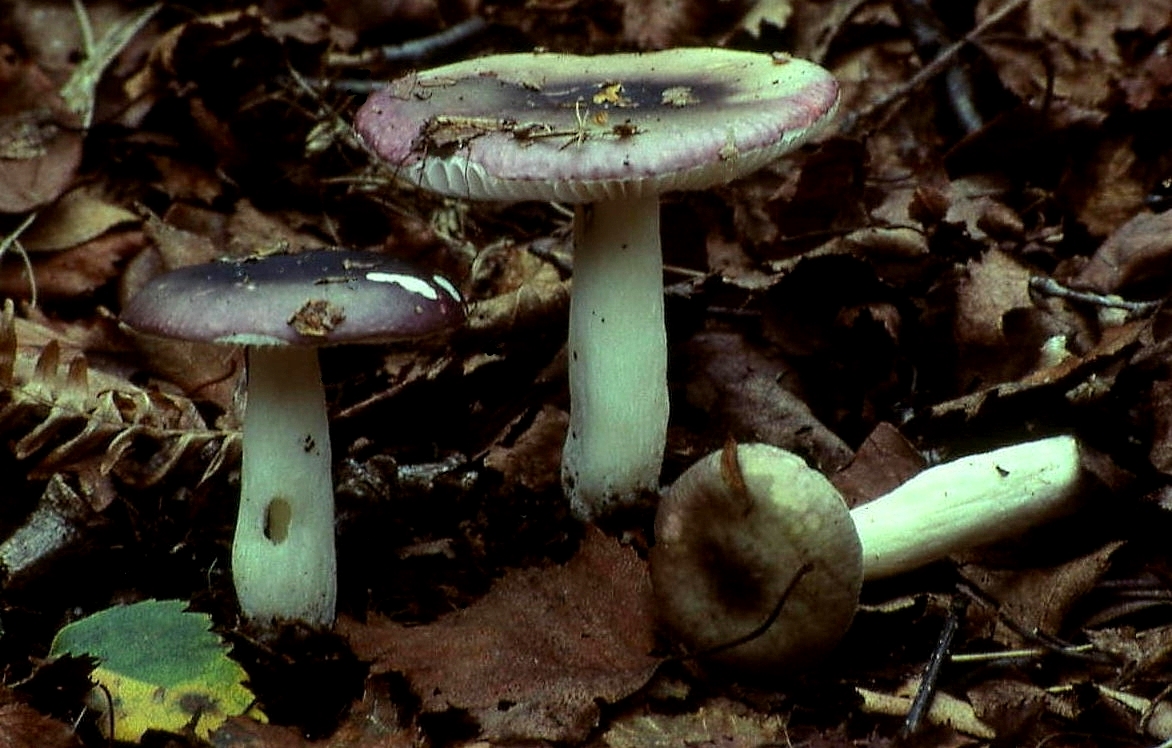 holubinka křehká (Russula fragilis)