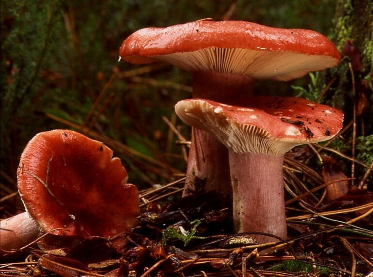 holubinka krvavá (Russula sanguinaria)