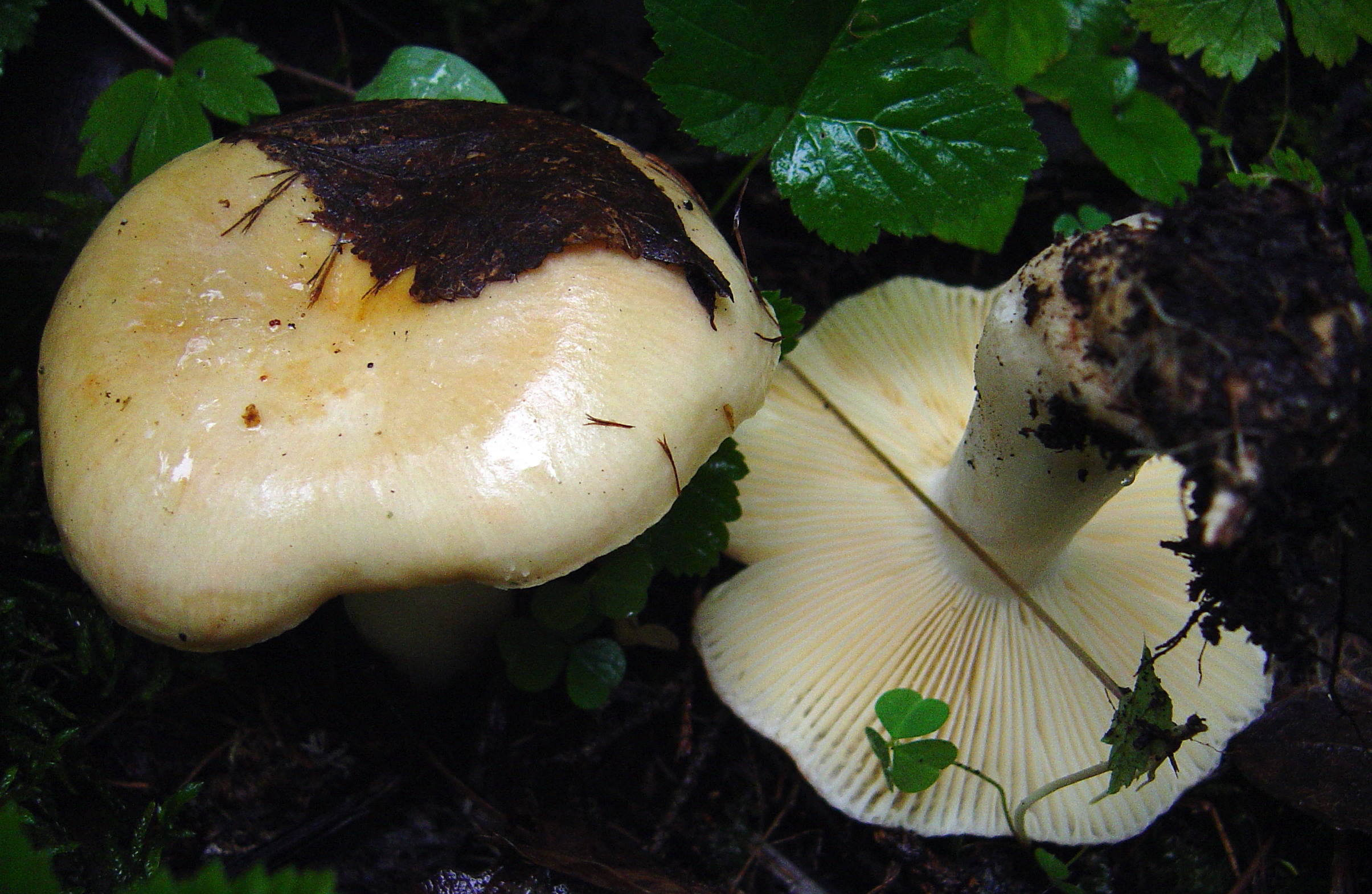 holubinka lepkavá (Russula viscida)