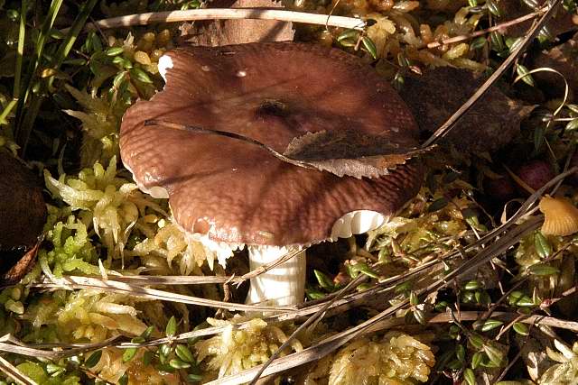 holubinka lesklá (Russula nitida)
