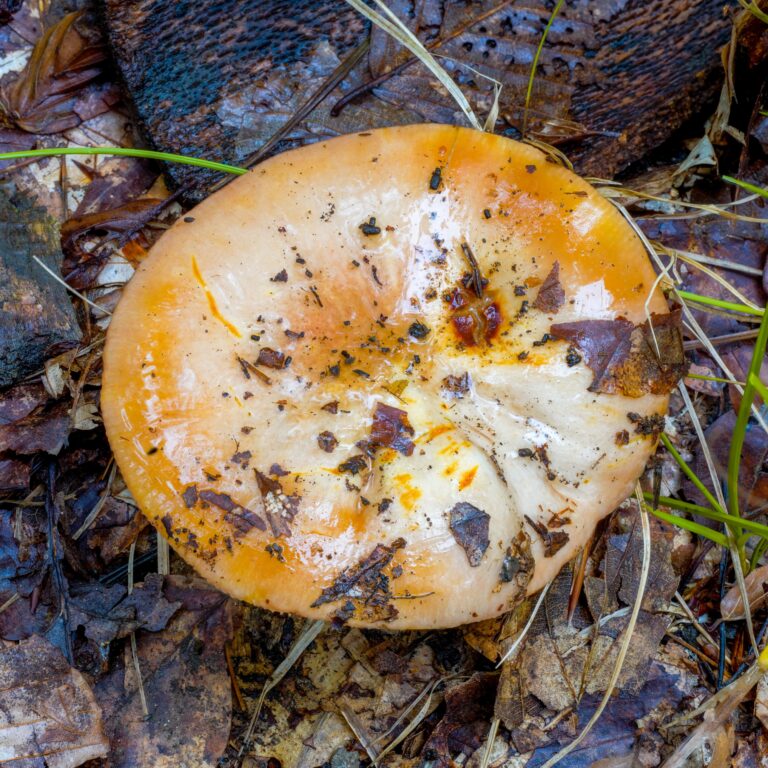 holubinka medovonná (Russula melliolens)