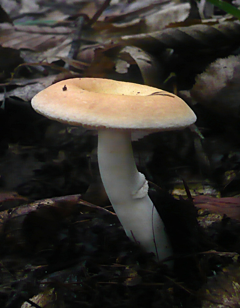 holubinka měnlivá (Russula risigallina)