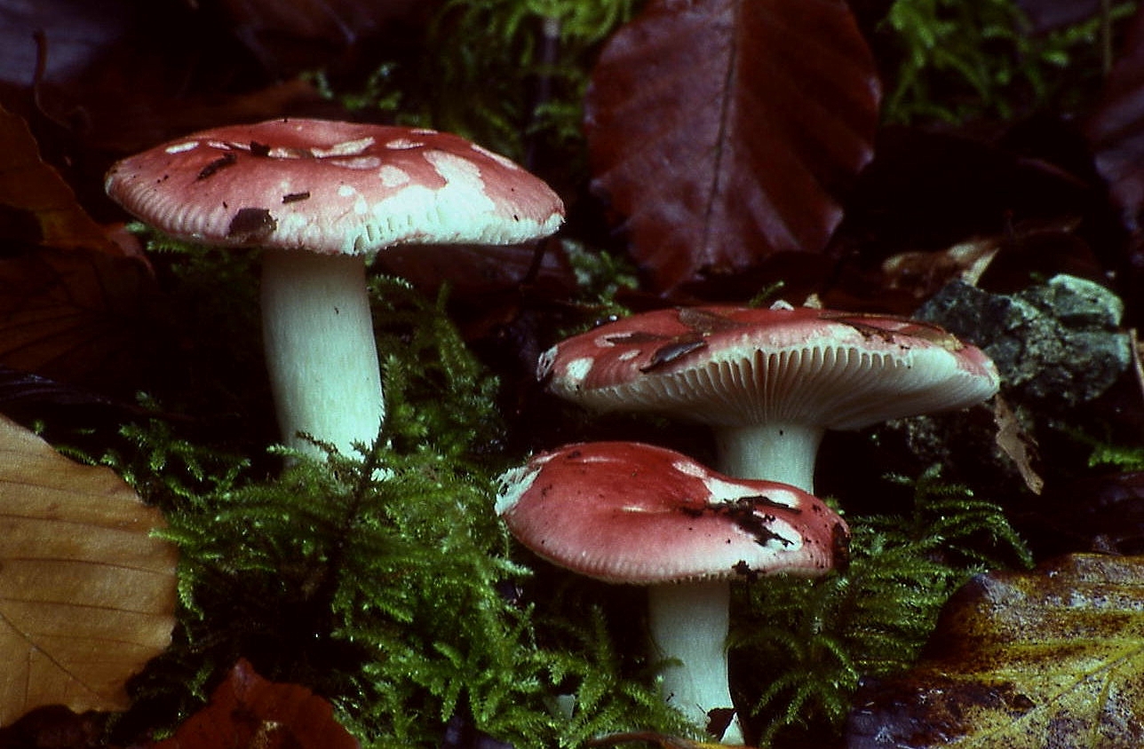 holubinka nádherná (Russula nobilis)
