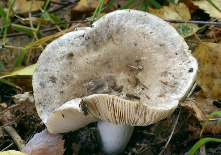 holubinka osmahlá (Russula adusta)