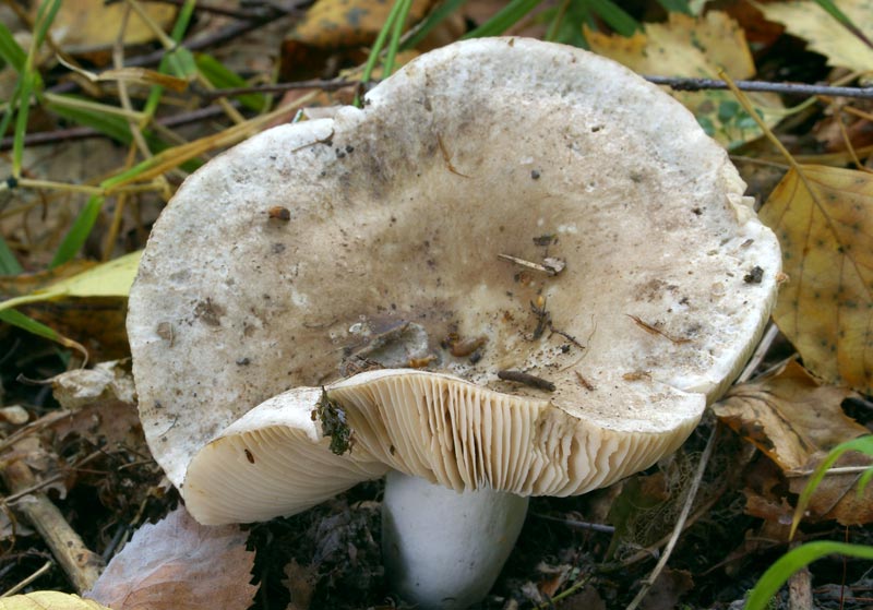holubinka osmahlá (Russula adusta)