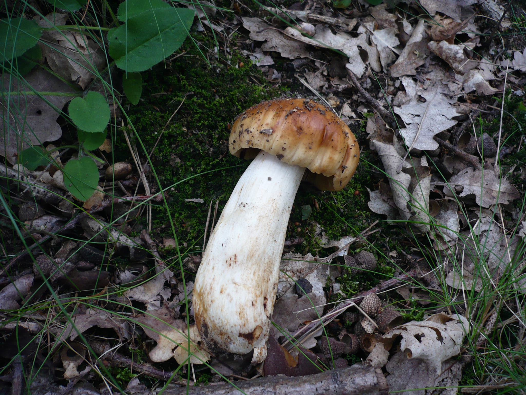 holubinka páchnoucí (Russula subfoetens)
