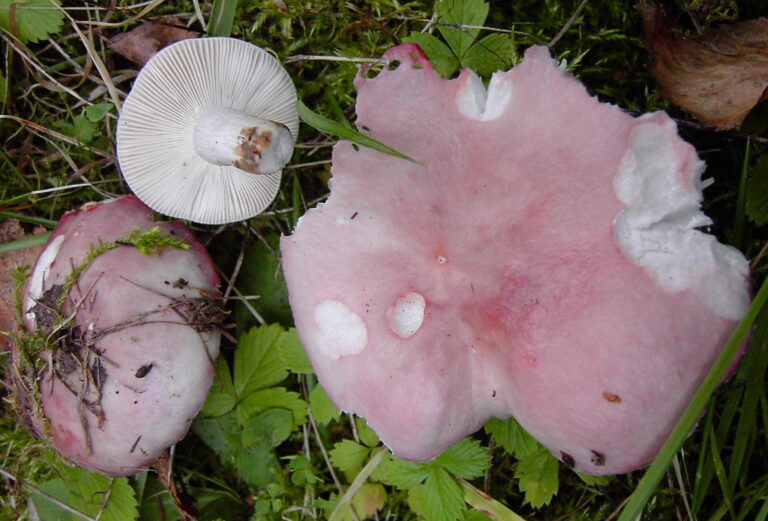 holubinka parková (Russula exalbicans)