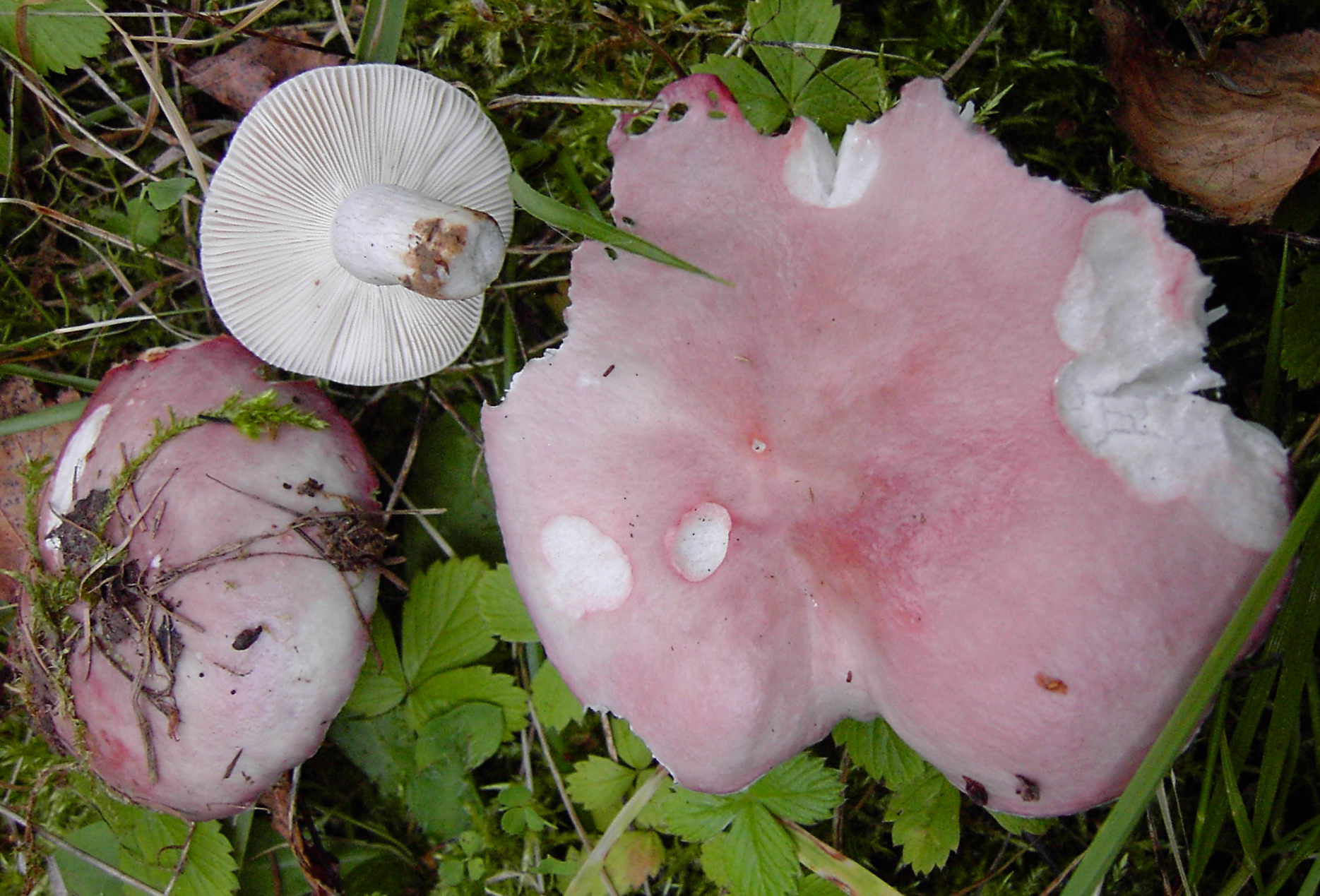 holubinka parková (Russula exalbicans)