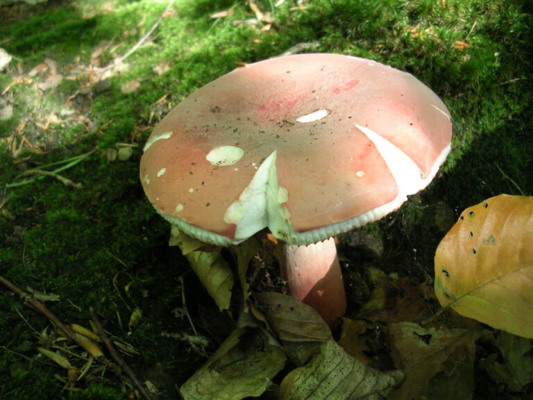 holubinka Quéletova (Russula queletii)