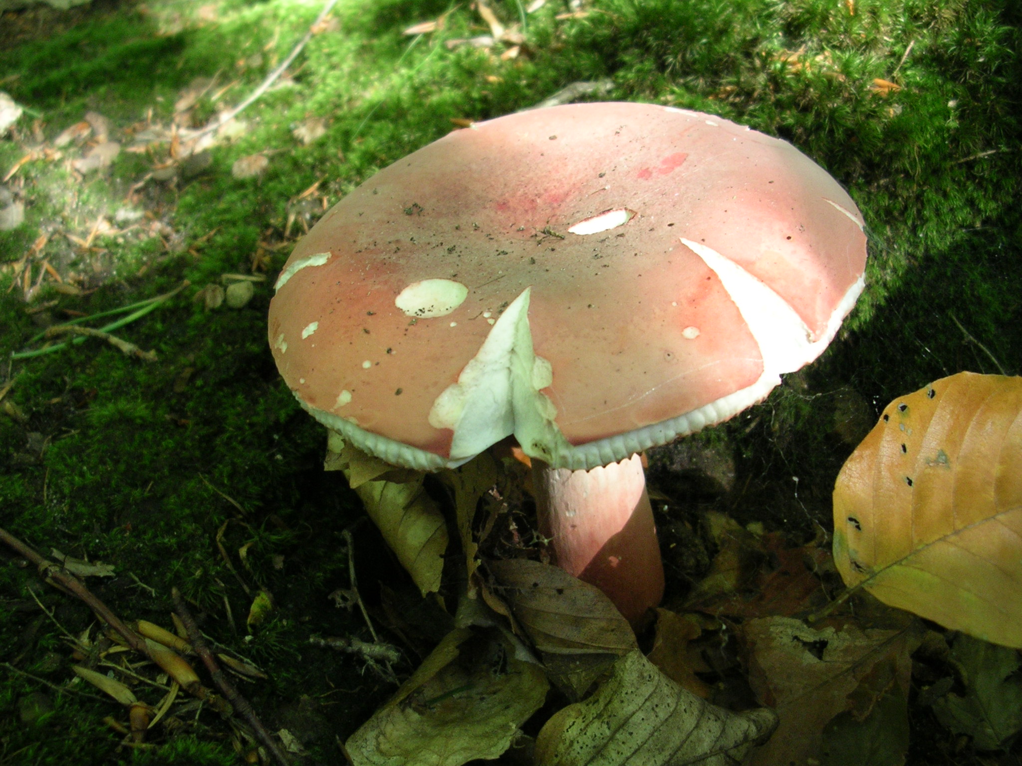 holubinka Quéletova (Russula queletii)