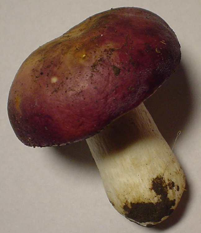 holubinka révová (Russula xerampelina)
