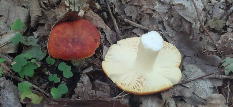 holubinka Romellova (Russula romellii)