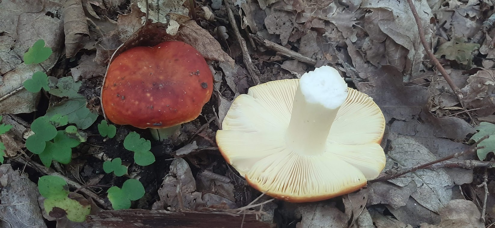 holubinka Romellova (Russula romellii)