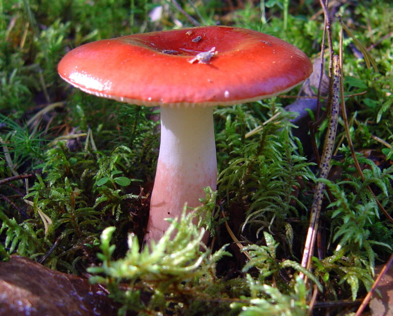 holubinka rudonohá (Russula rhodopus)