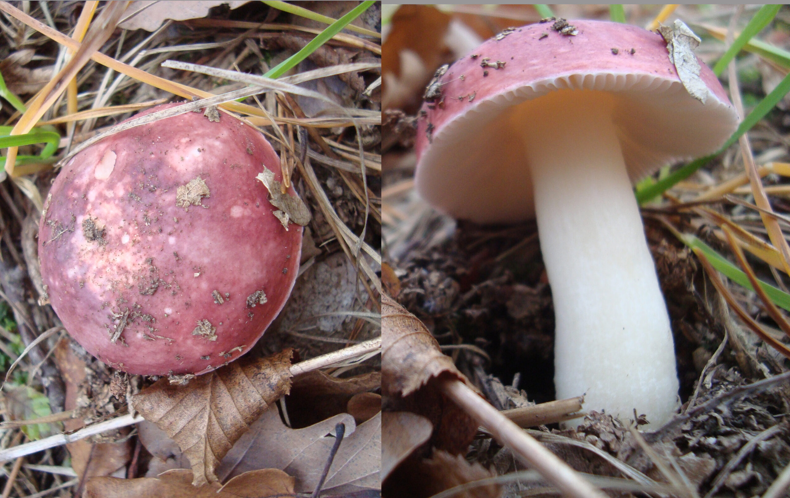holubinka ruměná (Russula pseudointegra)