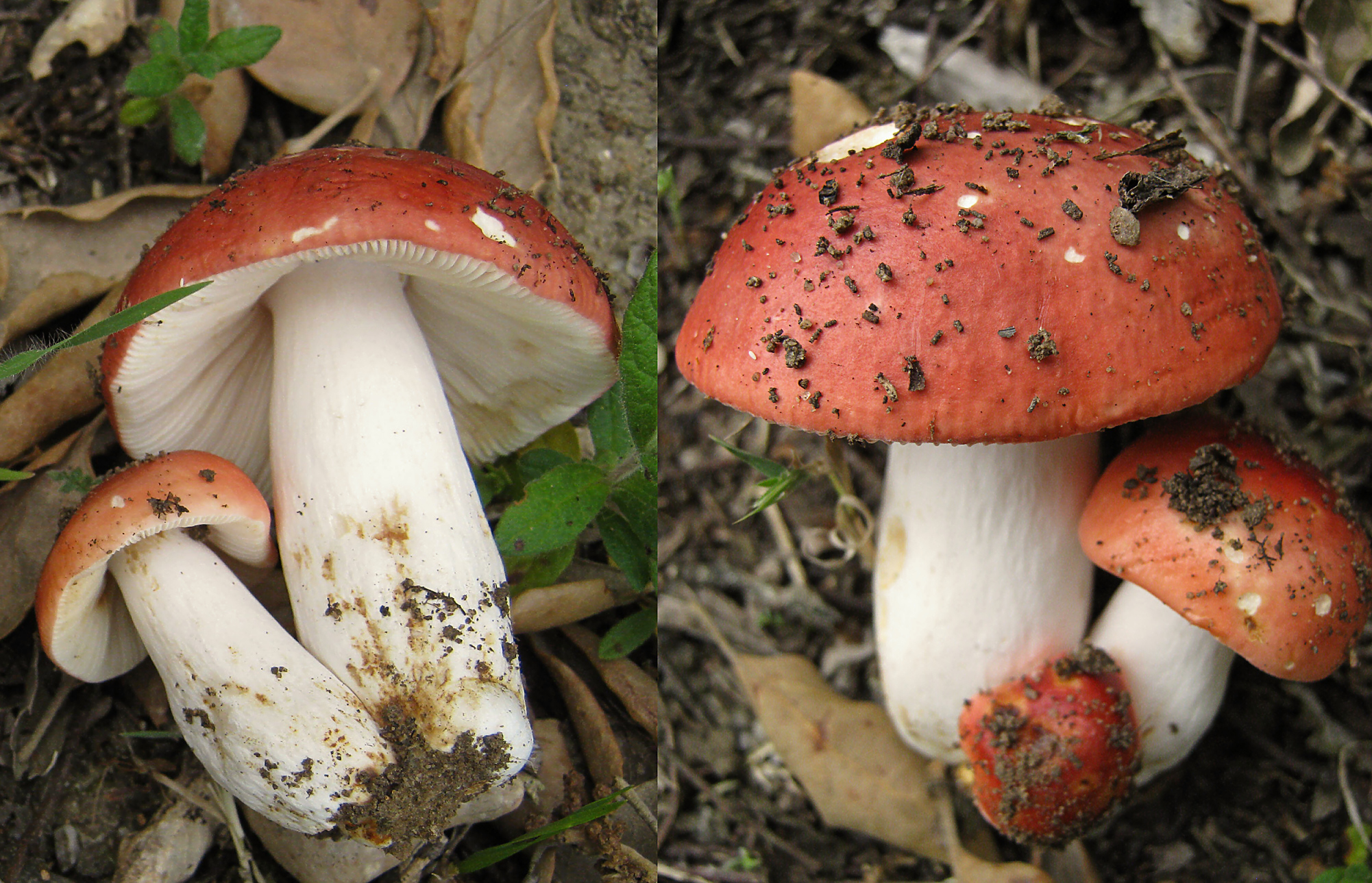 holubinka sličná (Russula rosea)